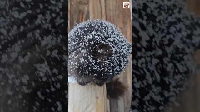 Радостные Пикселюша с Чернухой гуляют припеваючи ❄️🎶❤️🐈🐈⬛