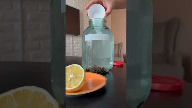 Настойка с калганом