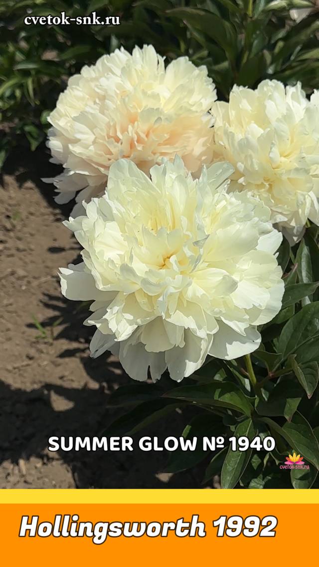 Пион Summer Glow. Цветение 2024 года / Сад Ворошиловой