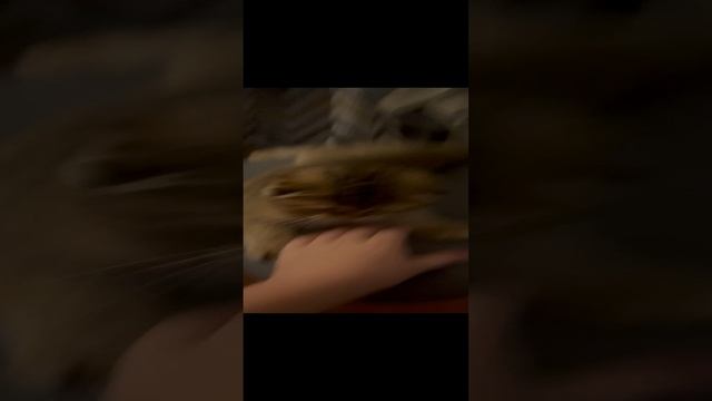 Подписывайся
