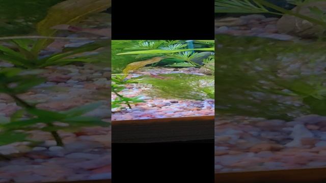 Амбуллия водная