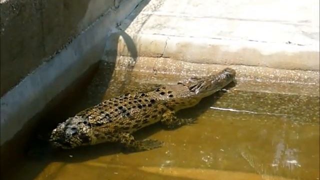 CROCODILES WITHOUT A TAIL, HORROR