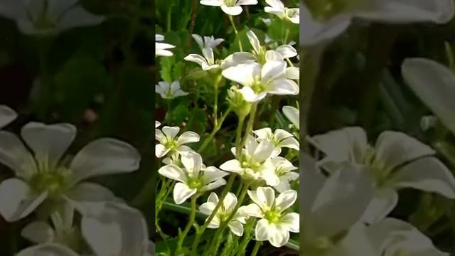 Камнеломка Арендса. Дмитрий Шлапак