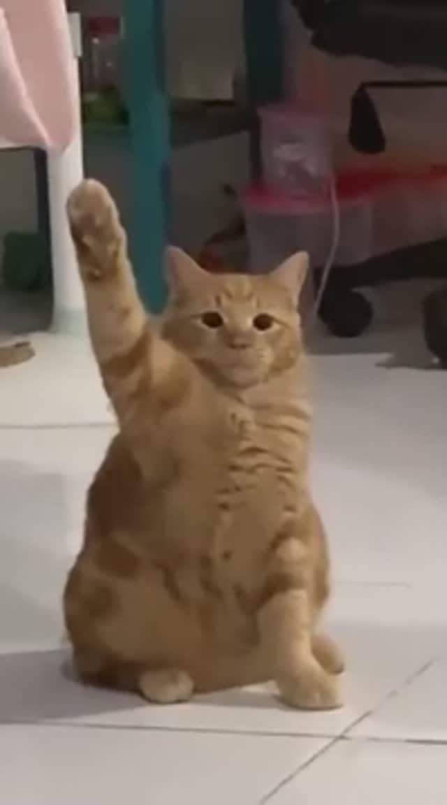 Котик