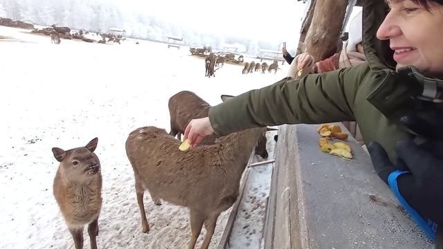 Эко парк. Дикая ферма.