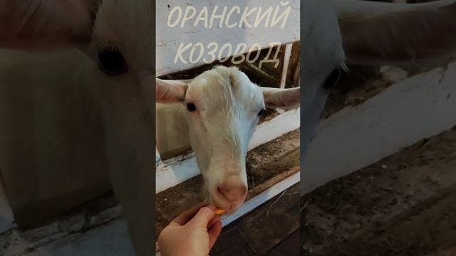 Оранский козовод представляет...