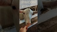 Оранский козовод представляет...
