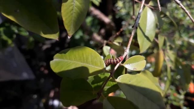 Phocides polybius - Guava Skipper - life cycle