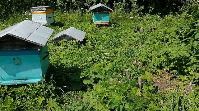 Вывезли пчёл на кочевку. Пасека на Алтае.