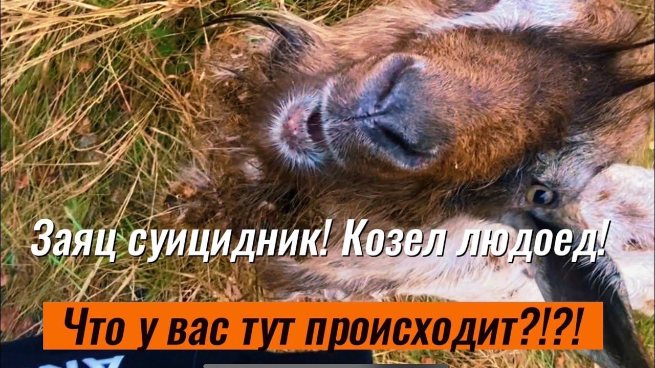 Нападение козла! Новая машина и многое другое! Деревенские будни