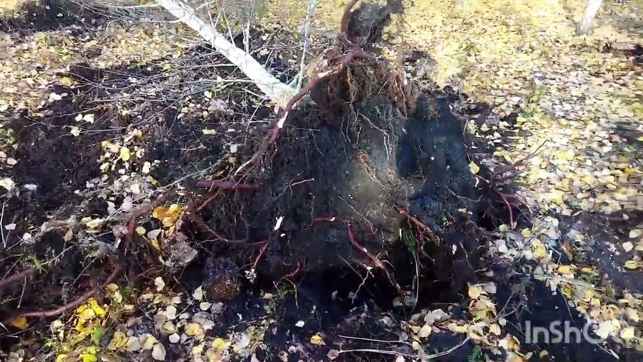 На что способен МТЗ при корчевание.Мотопомпа СССР.