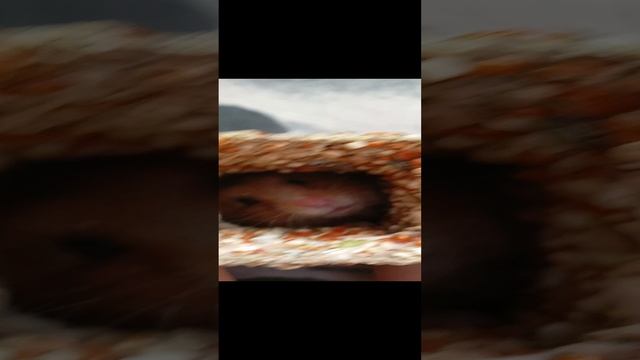 Мышь 3.
