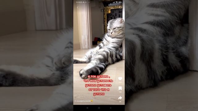 я: спаниделника