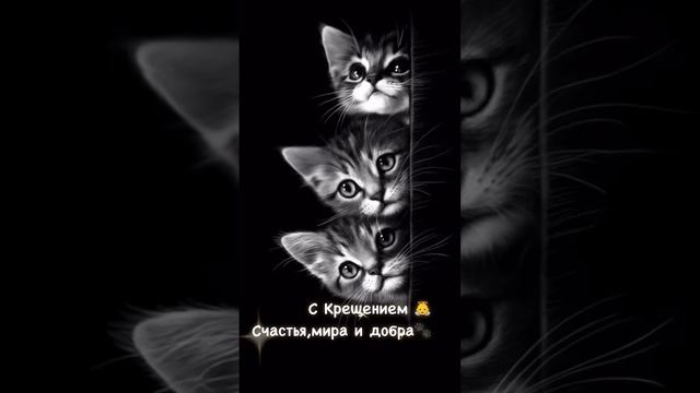 Котики поздравляют с крещением