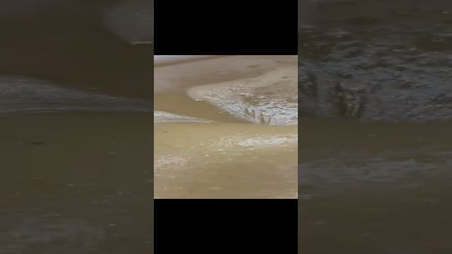 Мед суфле с молотым кедровым орехом