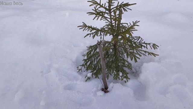 Дом в деревне зимой