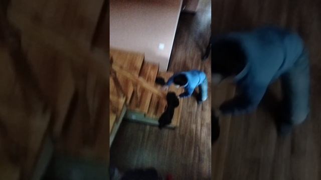 Я КУПИЛ СНЮСОЕДА ОПАСНОГО!