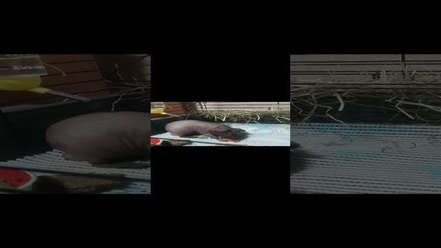 Как кушает морская свинка а я её снимал))))