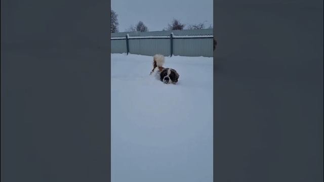 снег шёл  два дня без перерыва🐾 11.01.2022г