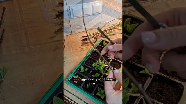 Зелёное черенкование метельчатой гортензии