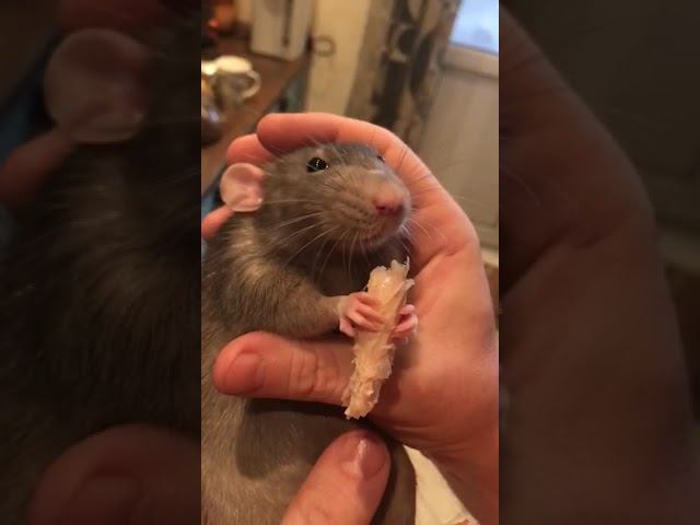 #allegr0pets Крыня жрёт-с!