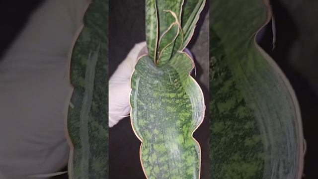 Sansevieria Mafinga Dragon Wings white var., es849