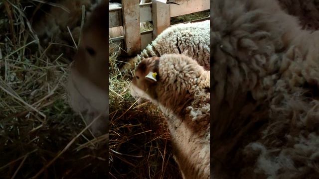 Спящие овечки - символ умиротворения в Крещение 💤🐑