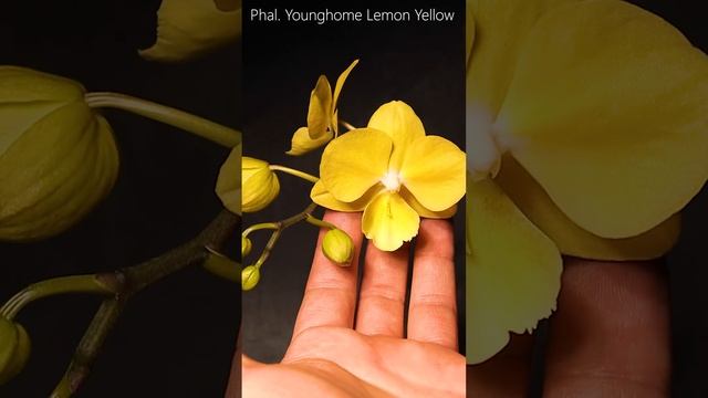 Younghome Lemon Yellow