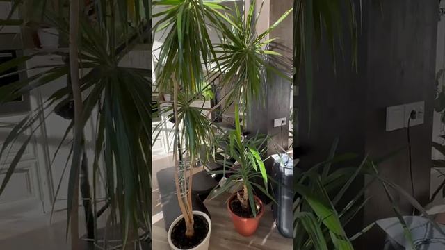 Цветы.mp4