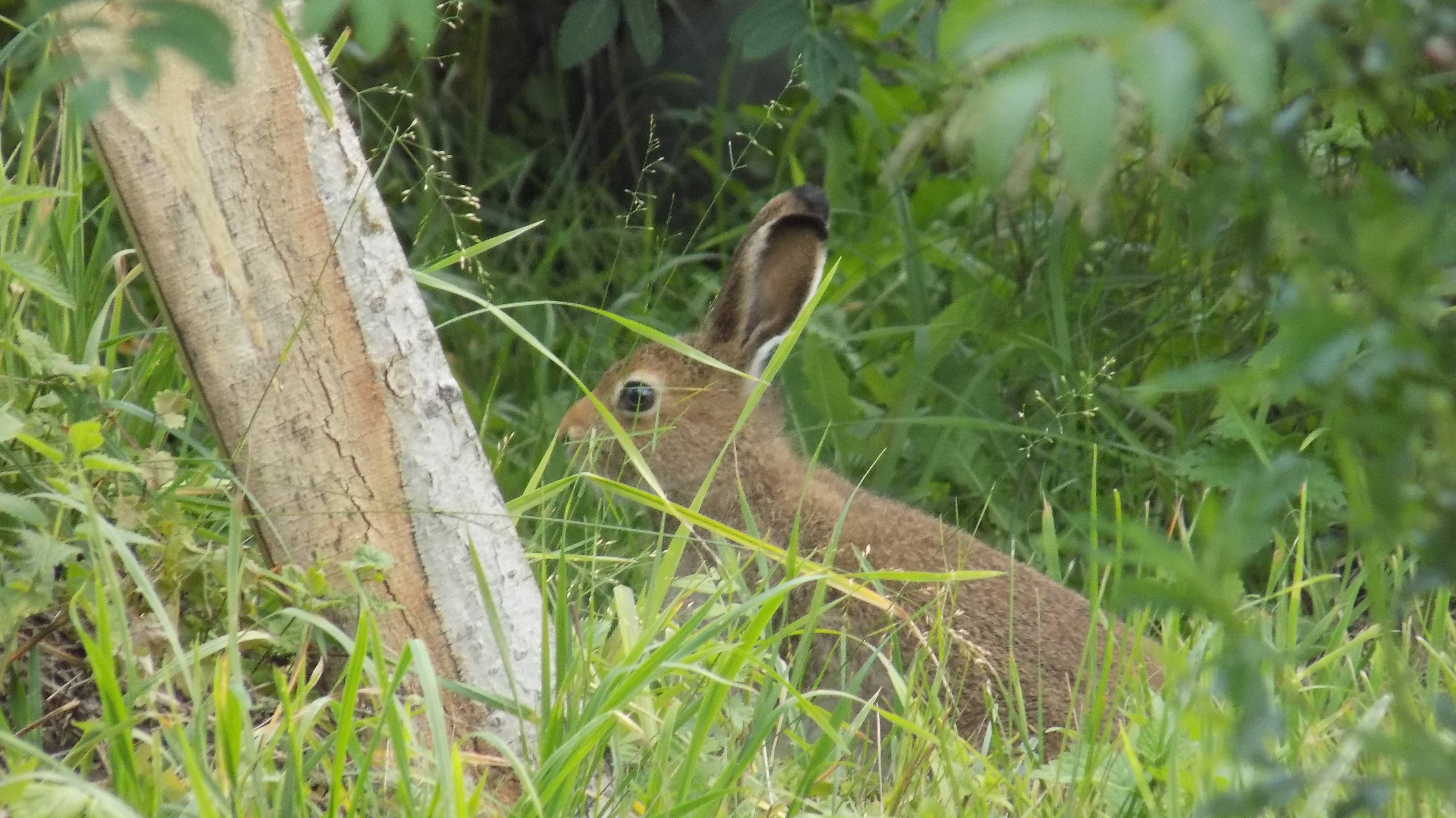 Только ушки 🐰