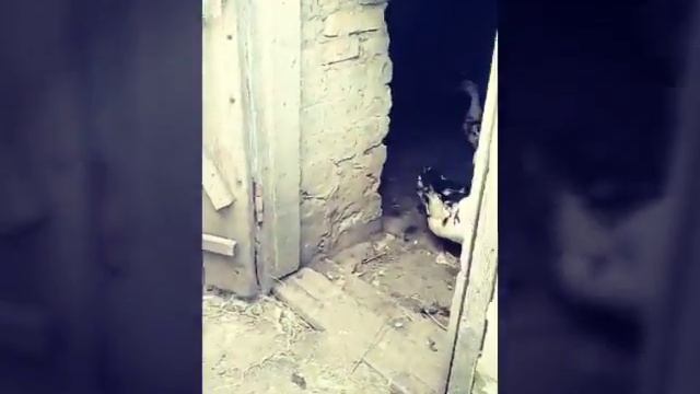 Бой Инда уток