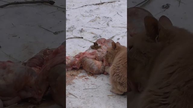 Кошки и куры едят свининые кишки