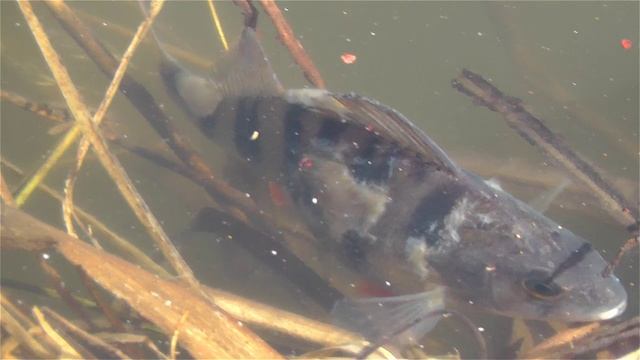 Замор рыбы в пруду. Причины