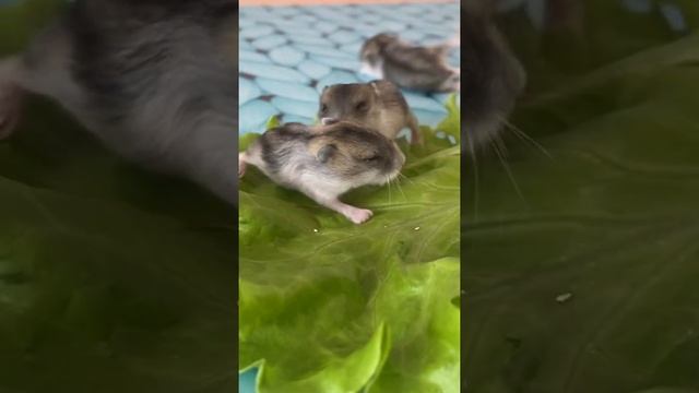 Нервный хомяк