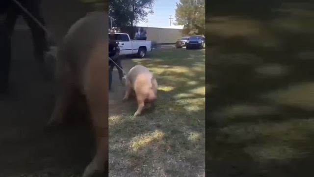 Кокаинисимус все-таки тайком попытался посетить инаугурацию Трампа.😄
