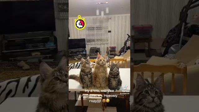 Кошки тоже радуюися новому году!!!