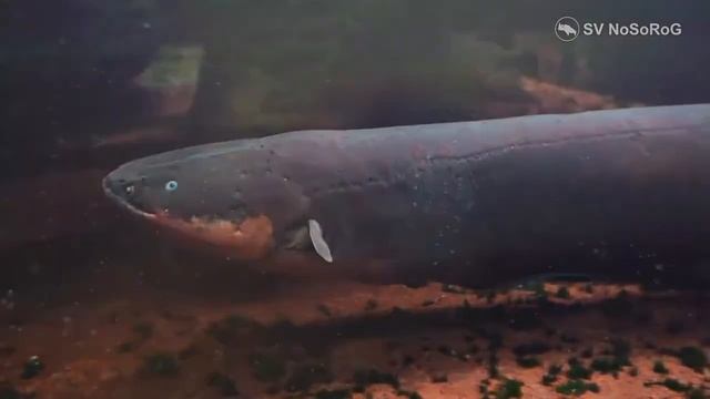 Сколько лет может прожить Электрический угорь (Electric eel) — Electrophorus electricus ?