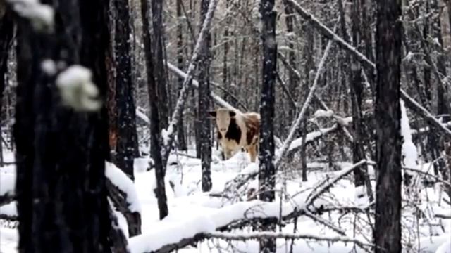 Удивительная история о сбежавшем в лес быке в Якутии