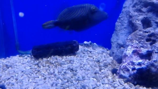 Music - A blue striped Triggerfish comes to inspect you thru the aquarium glass