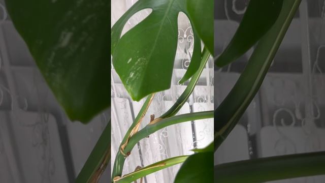 monstera alba