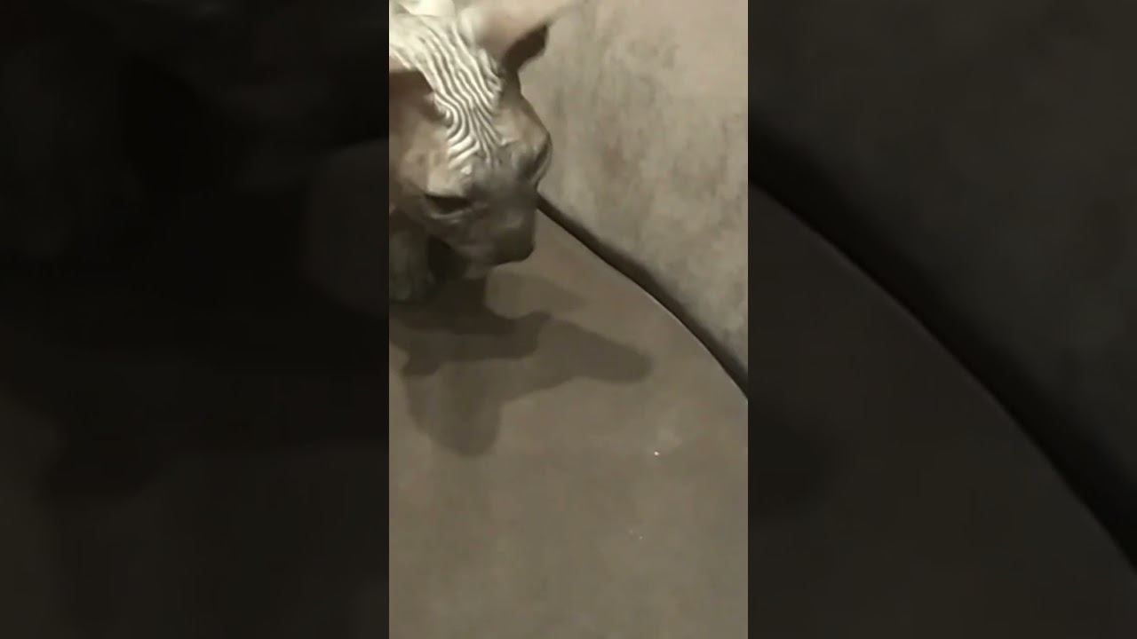 скрипалысь