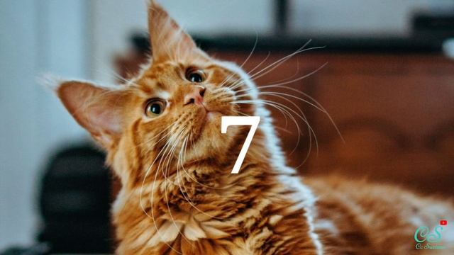 9 Merek Makanan Kucing Terbaik Tanpa Mengandung Babi / No Pork (dry food)