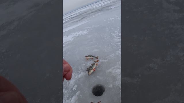 ВНИМАНИЕ!!! ПОКЛЕВКА НА СТОЯЧИЙ БАЛАНСИР!!!