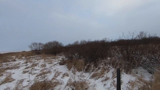 Охота на фазана в Амурской области.