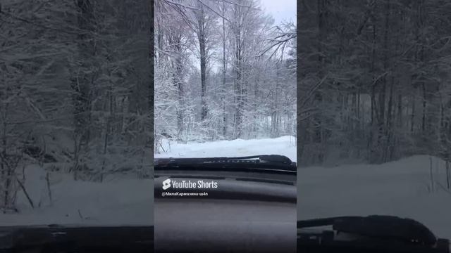 Ленобласть. Хвойное. 06.01.2025. Поездка на автомобиле по зимнему лесу