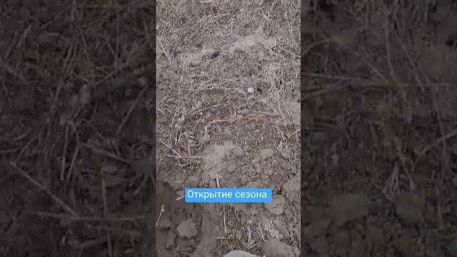 первая монета сезона #коп #сакмаров #металлодетектор #сигнум #ака #поискмонет #урочище #клад