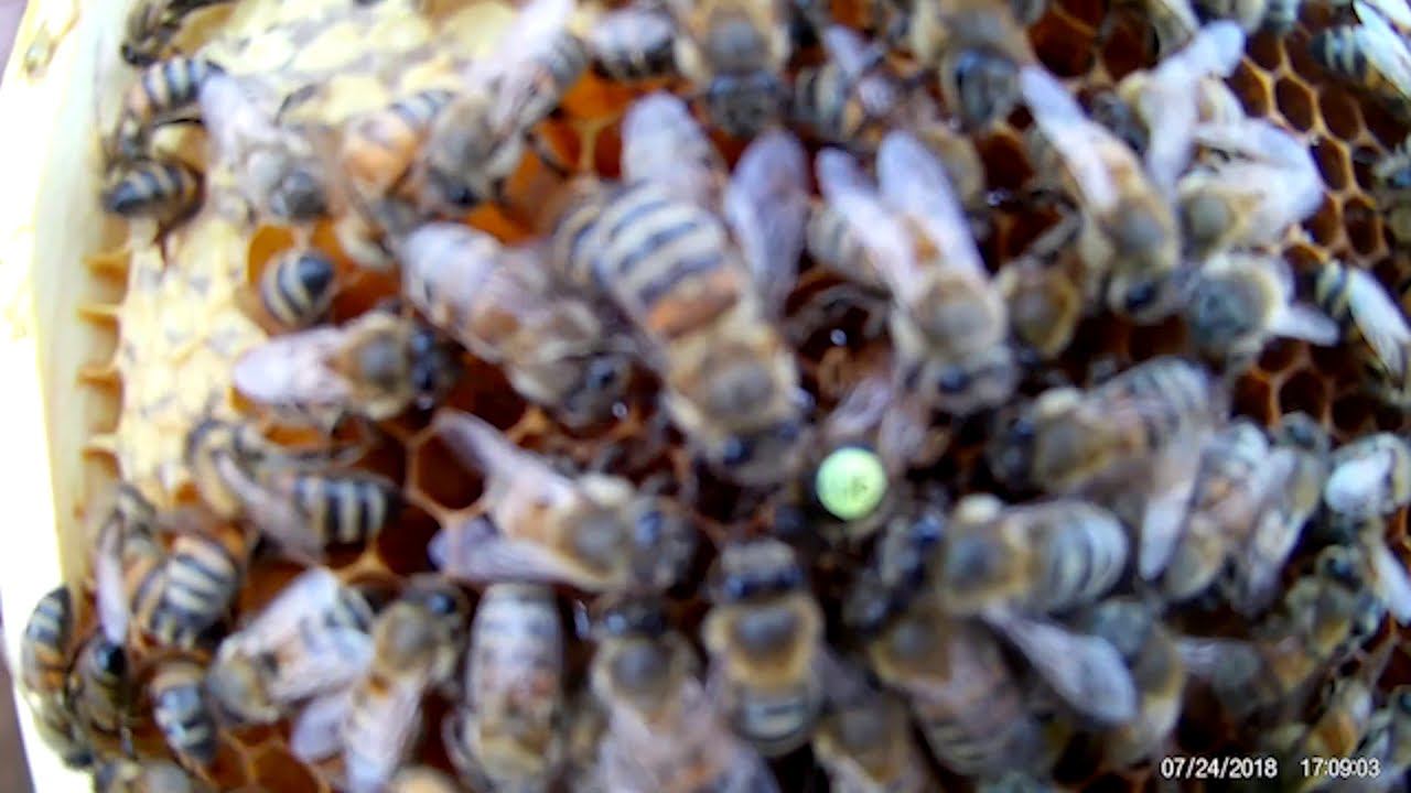 Бакфаст с Германии & Beekeeping. A little obakfaste