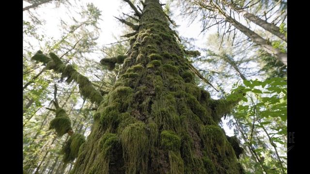 Panasonic S5ii Wide Angle Firmware Test