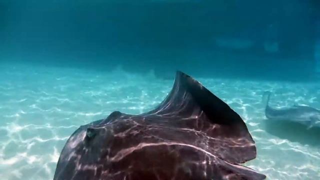 Stingray City - Grand Cayman, Cayman Islands