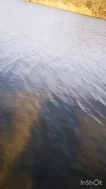 VID-20241123-WA0031.mp4